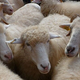 Image for article titled Pluralistic ignorance makes idiots of everyone